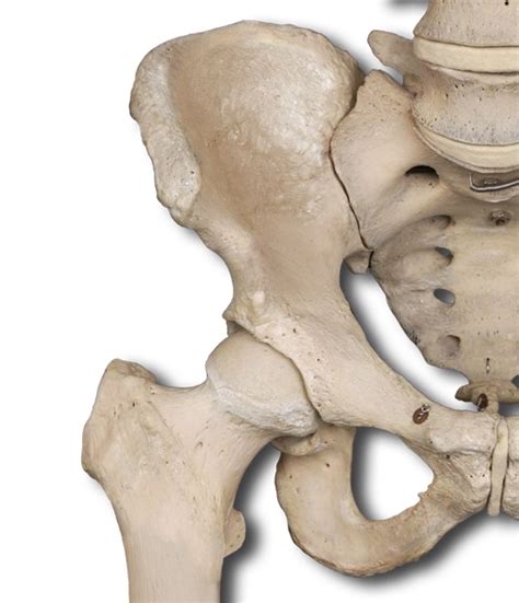 The pelvic girdle consists of two similar halves which are known as ossa innominata. Anatomy Pathways - Pelvic Girdle & Lower Extremities