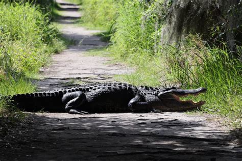 American Alligator Crossing Trail In Circle B Bar Reserveflorida Stock