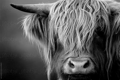 Black And White Portrait Of A Highland Cow Looking At The Camera By