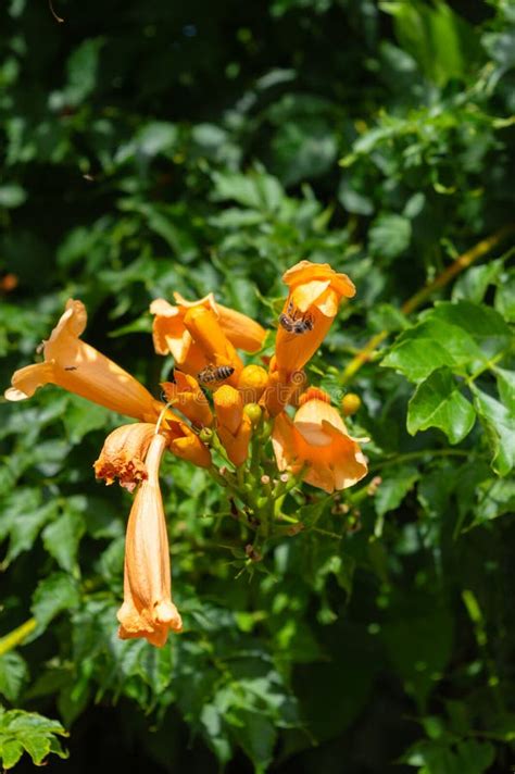 Close Up Of Trumpet Vine Flowers Hummingbird Vine Campsis Radicans