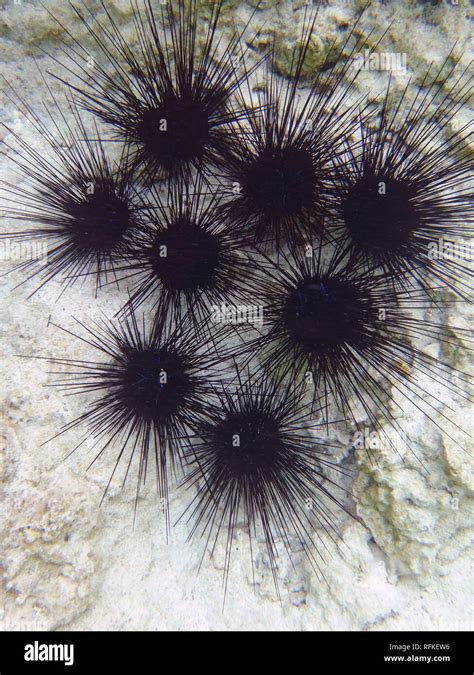 Urchin Spiky Stock Photos And Urchin Spiky Stock Images Alamy