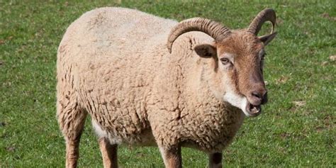 11 Rare Sheep Breeds You Need To Meet With Pictures Farming Base