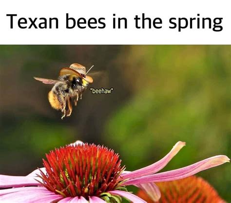 Texan Bees In The Spring In 2020 Bee Love Memes Bad Humor