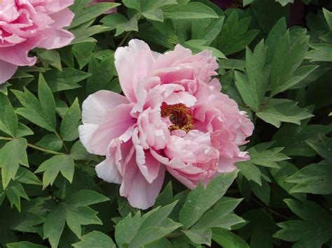 What does the peony flower mean? Peony - Wikipedia