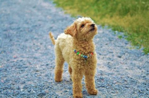 Never use it in ornamental water features, keep bottles secure and labelled, and wipe up spills immediately. What to Do If Your Dog is Vomiting White Foam | Canna-Pet®