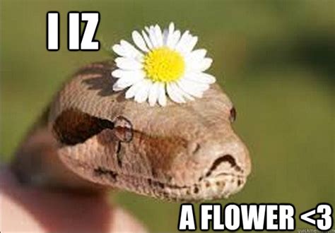 I Iz A Flower