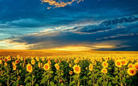 Beautiful Sunflower Field Hd Wallpaper Explore Wallpaper