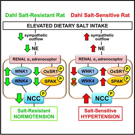 Sympathetic Regulation Of The Ncc Sodium Chloride Cotransporter In