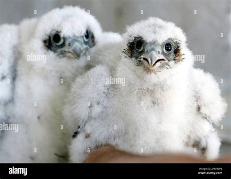 A Pair Of Young Peregrine Falcons Stare At University Of California