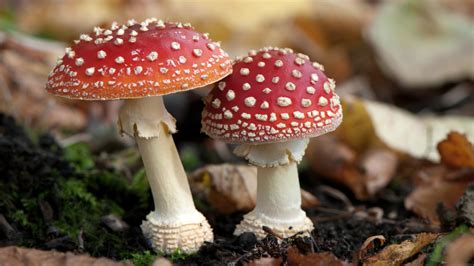 The Most Common Types Of Poisonous Mushrooms Mushroom Insider