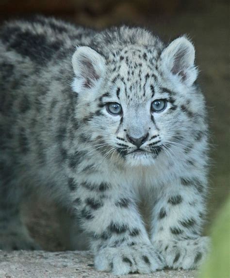 Snowleopard Krefeld Jn6a3593 Baby Snow Leopard Snow Leopard Cute