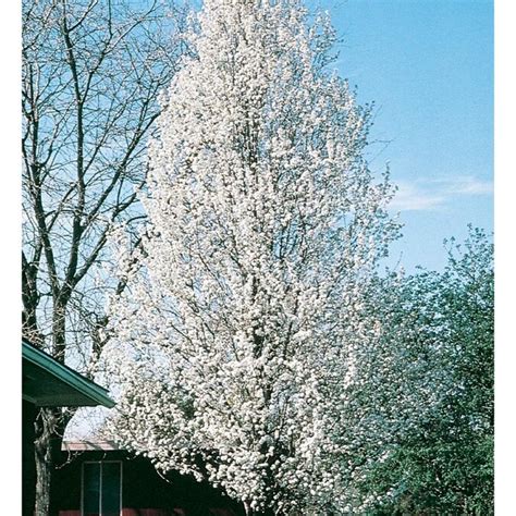 728 Gallon White Cleveland Select Flowering Pear Flowering Tree In Pot