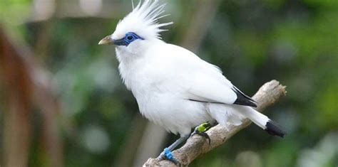 Telechargement Audio Suara Burung Jalak Putih Betina