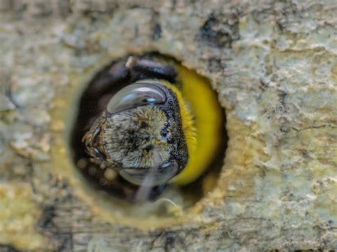 Estimates from a professional will. How Do Carpenter Bee Traps Work? A Look Inside This ...