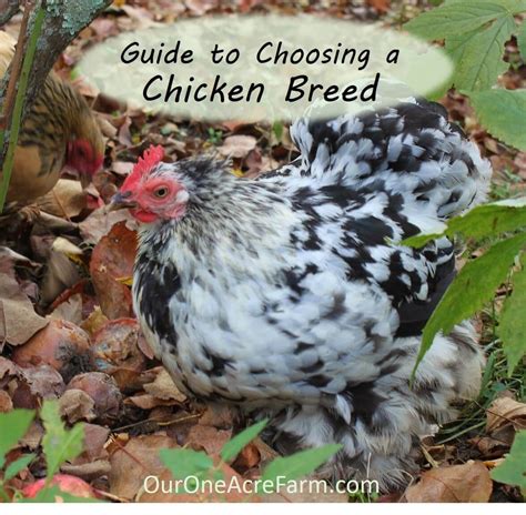 Guide To Choosing Chicken Breeds Pick The Best Breeds For Your Flock
