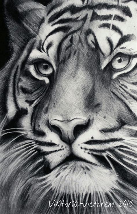 Tiger By Victoria Victorem On Deviantart Pencil Drawings Of Animals