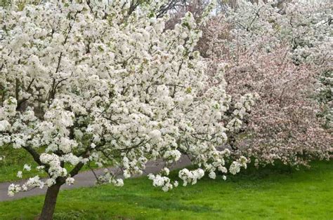 The Callaway Crabapple Tree Minneopa Orchards