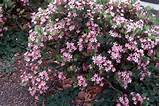 Shrub With Small Pink Flowers