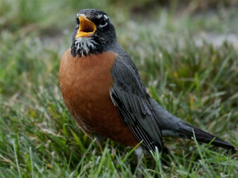 Birds With Orange Chest 20 Species Sporting Titian Fronts