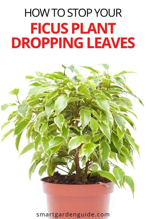 A Potted Plant With The Words How To Stop Your Ficus Plant Dropping Leaves