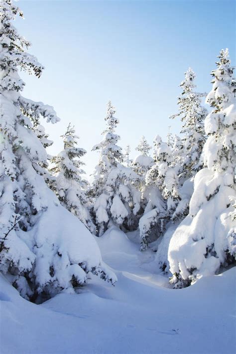 219 Snow Covered Spruces Winter Forest Ural Landscape Stock Photos