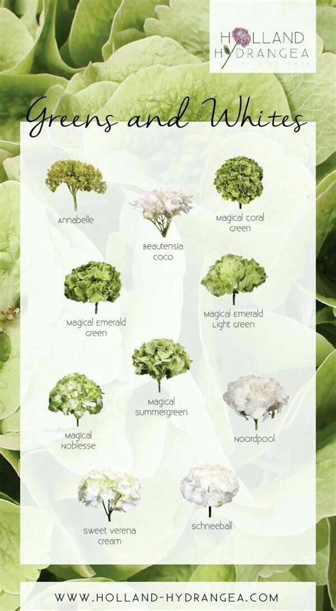 Florists sonning flowers said that it isn't so much the location of the wedding that affects their prices, but the style of location. how much do wedding flowers cost nz | Hydrangea garden ...