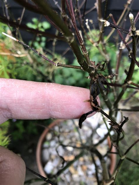 Acer Problems Disease Or Conditions — Bbc Gardeners World Magazine