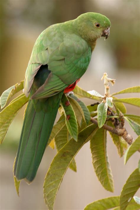 Found in humid and heavily forested upland regions of the eastern portion of the continent, including eucalyptus wooded areas in and directly adjacent to subtropical and temperate rainforest. Australian King-Parrot | BIRDS in BACKYARDS