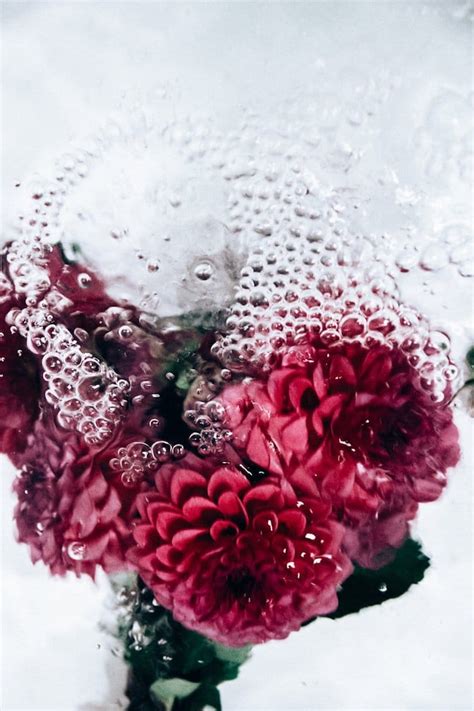Photographer Lisa Sordini Captured These Beautiful Photos Of Flowers