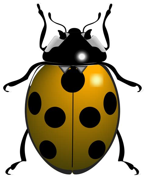 Clipart Leaf Ladybug Clipart Leaf Ladybug Transparent Free For