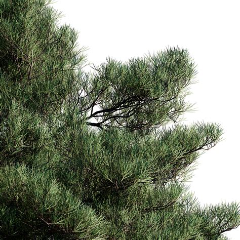 Free Pine Models Maxc4d By Cghelios On Behance