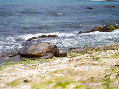 North Shore Hawaii Turtle Stock Image Image Of Tortoise 32629711