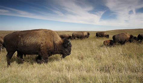 Top 5 Resourceful Grassland Animals • • Earthpedia