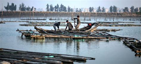 In China Farming Fish In Toxic Waters The New York Times