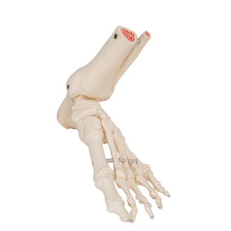 Life Size Medical Anatomy Human Foot Skeleton Model For Medical Study