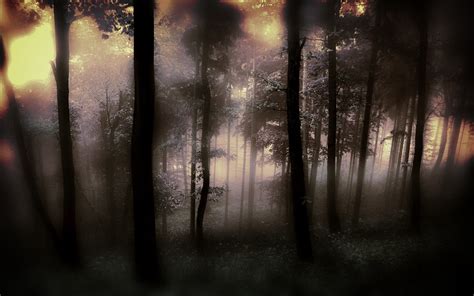 The Fog Of The Forest Mac Wallpaper Download Allmacwallpaper