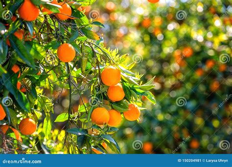 Orange Garden With Orange Fruits Stock Image Image Of Gardening