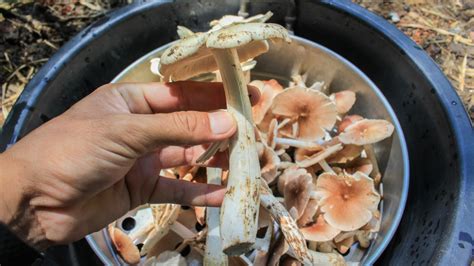 12what is a safe state and how 3what is the difference between a pipe, a fifo, and an ordinary file on disk? What you should know about eating raw mushrooms