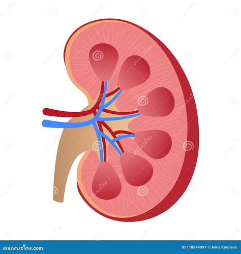 Anatomy Of The Kidneyillustration About Human Physiology And Science