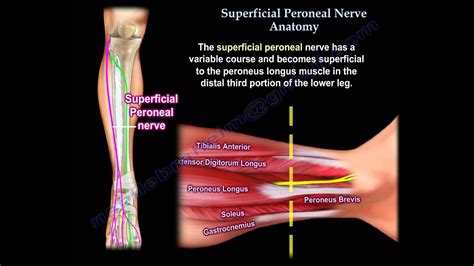 Superficial Peroneal Nerve Anatomy Everything You Need To Know Dr