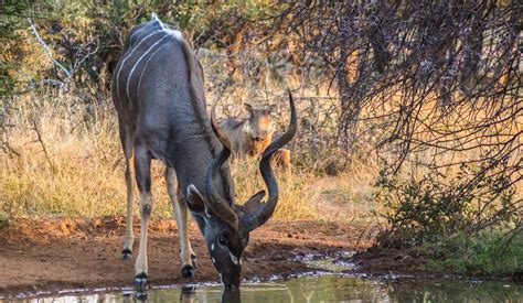 Discover More Nature Reserve Limpopo African Wildlife