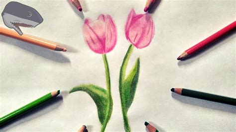CÓmo Dibujar Tulipanes Fácilhow To Draw Tulip Youtube