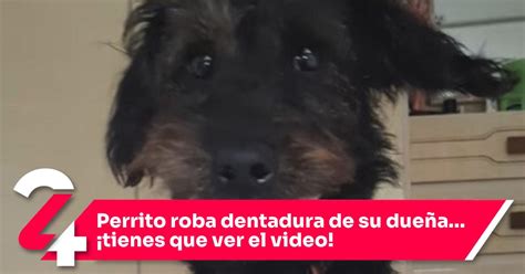 Perrito Roba Dentadura De Su Dueña ¡tienes Que Ver El Video