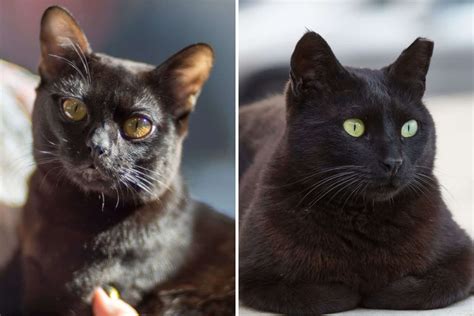 Bombay Cat Vs Black Cat How To Differentiate Them