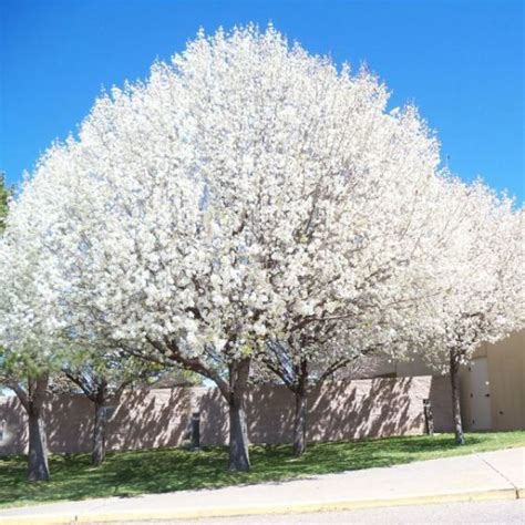Pear trees are small, between 20 to the list could easily go on and on forever, as we have been bestowed with an abundance of natural beauty. Aristocrat Flowering Pear | White flowering trees ...