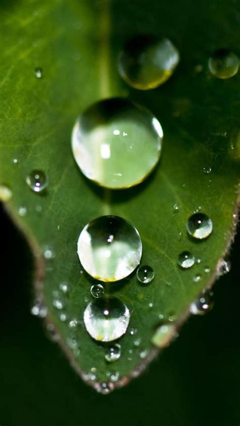 Falling Water Drop On Leaf Iphone 6 Plus Wallpaper Green Leaf