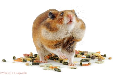 Golden Hamster Photo Wp03840