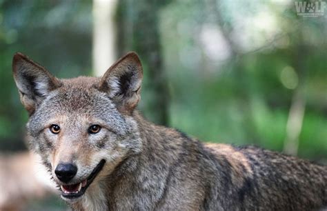 Historic Release Of Eight Endangered American Red Wolves Wolf