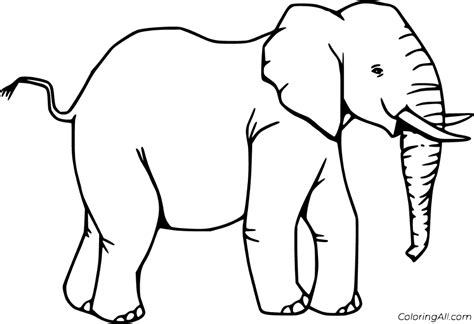 An Elephant With Tusks Coloring Page