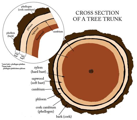 Cross Section Drawing Free Download On Clipartmag